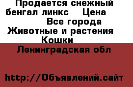 Продается снежный бенгал(линкс) › Цена ­ 25 000 - Все города Животные и растения » Кошки   . Ленинградская обл.